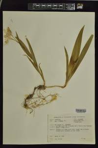 Iris cristata image