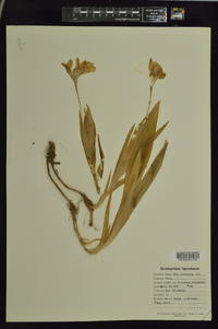 Iris cristata image