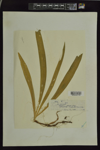 Iris virginica image