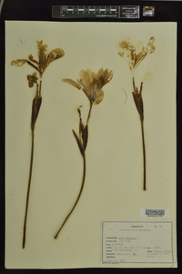 Iris virginica image