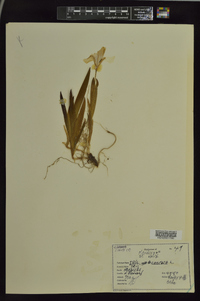 Iris cristata image