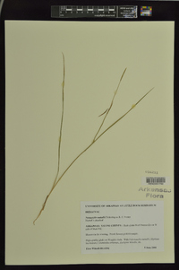 Nemastylis nuttallii image