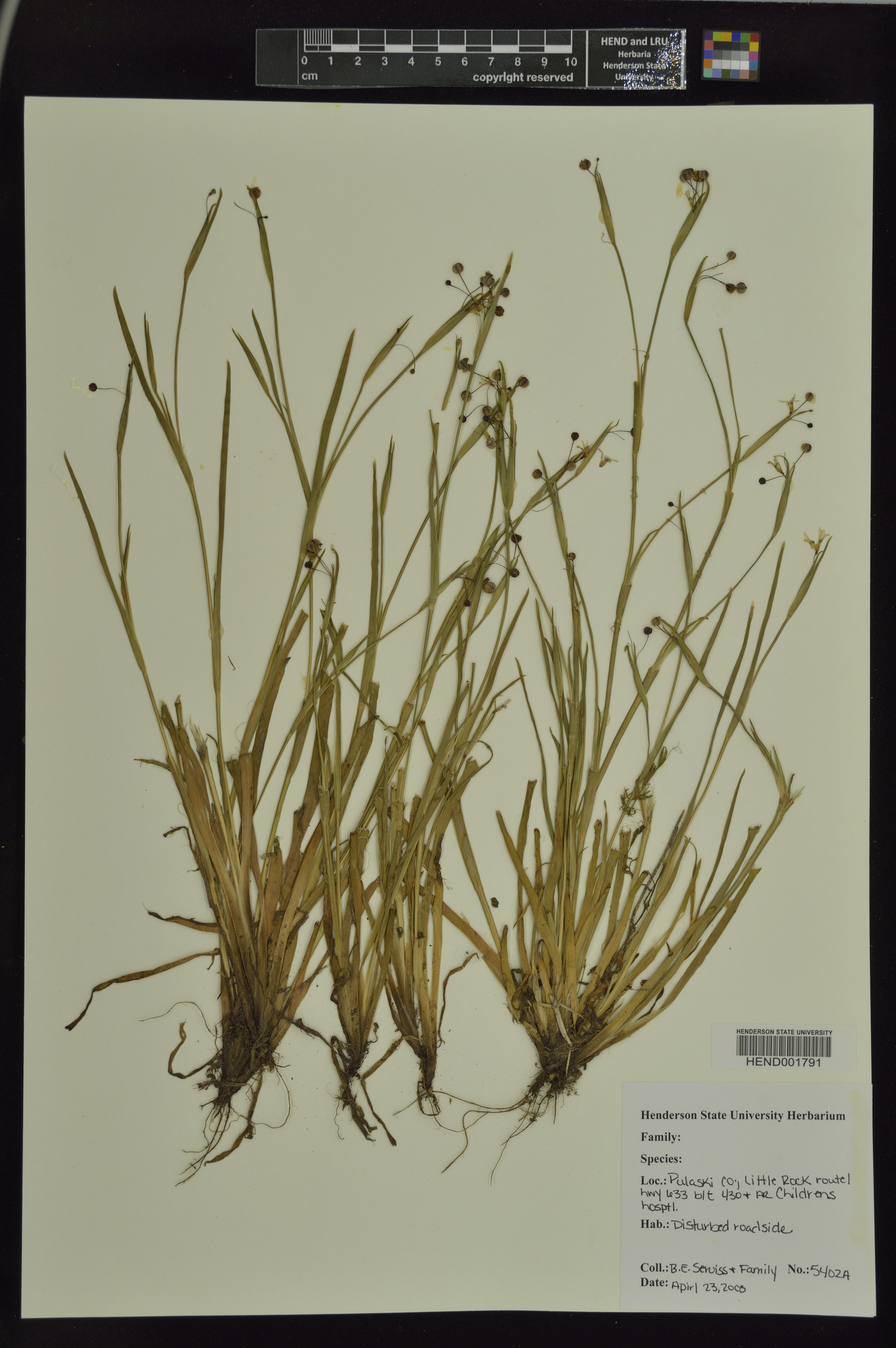 Sisyrenchium image