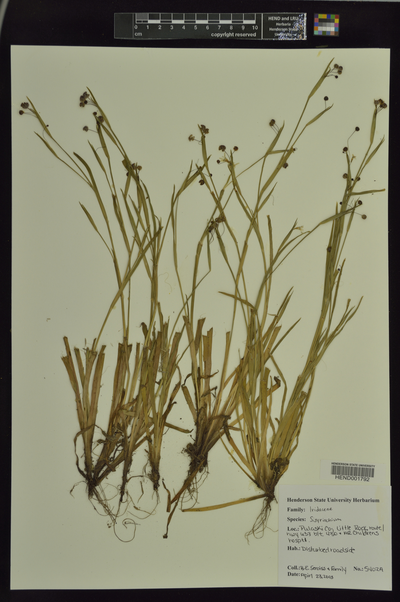 Sisyrenchium image