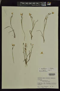 Sisyrinchium sagittiferum image