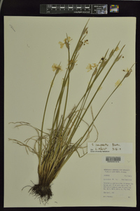 Sisyrinchium campestre image