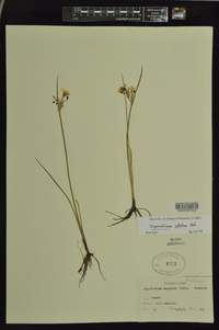 Sisyrinchium albidum image