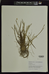 Sisyrinchium atlanticum image