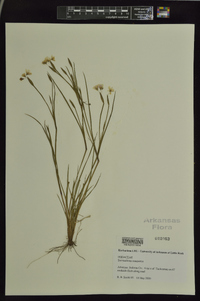 Sisyrinchium campestre image