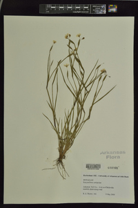 Sisyrinchium campestre image