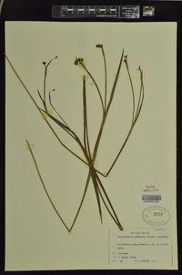Sisyrinchium campestre image