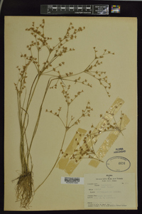 Juncus diffusissimus image