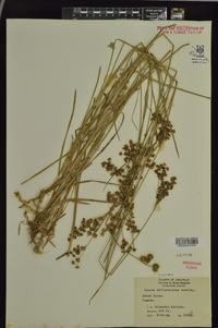 Juncus diffusissimus image