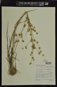 Juncus validus image