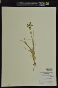 Luzula bulbosa image