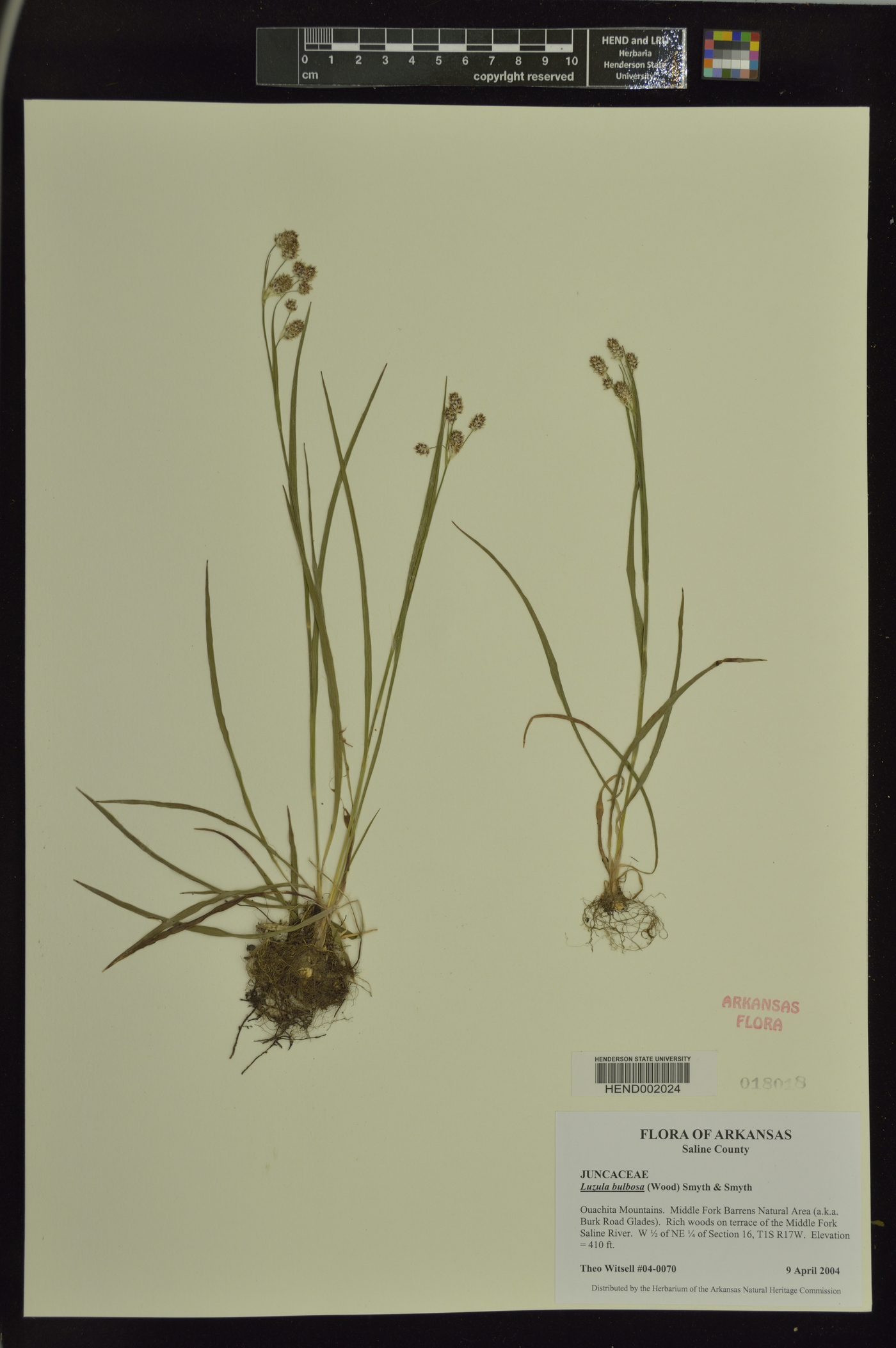 Luzula bulbosa image