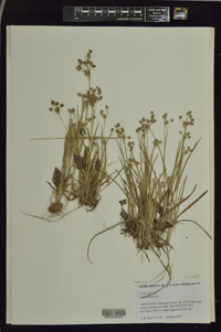 Luzula bulbosa image