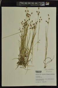 Luzula bulbosa image