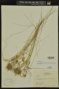 Allium vineale image