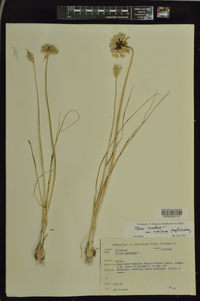 Allium canadense var. mobilense image