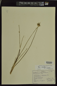 Allium canadense var. canadense image