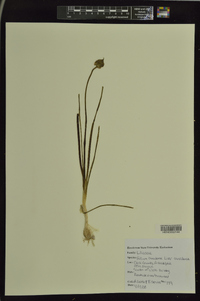 Allium canadense var. canadense image