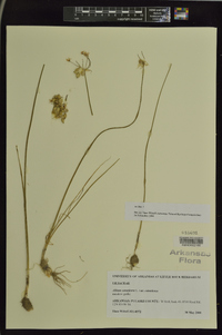 Allium canadense var. canadense image