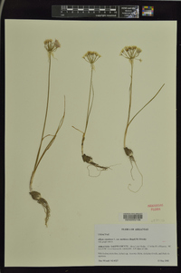 Allium canadense var. mobilense image