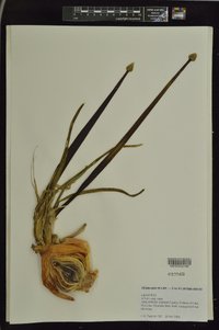 Allium cepa image