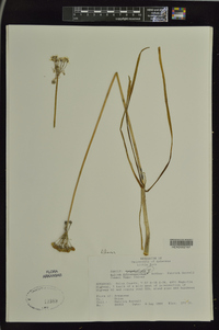 Allium schoenoprasum image