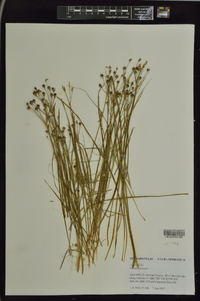 Allium stellatum image