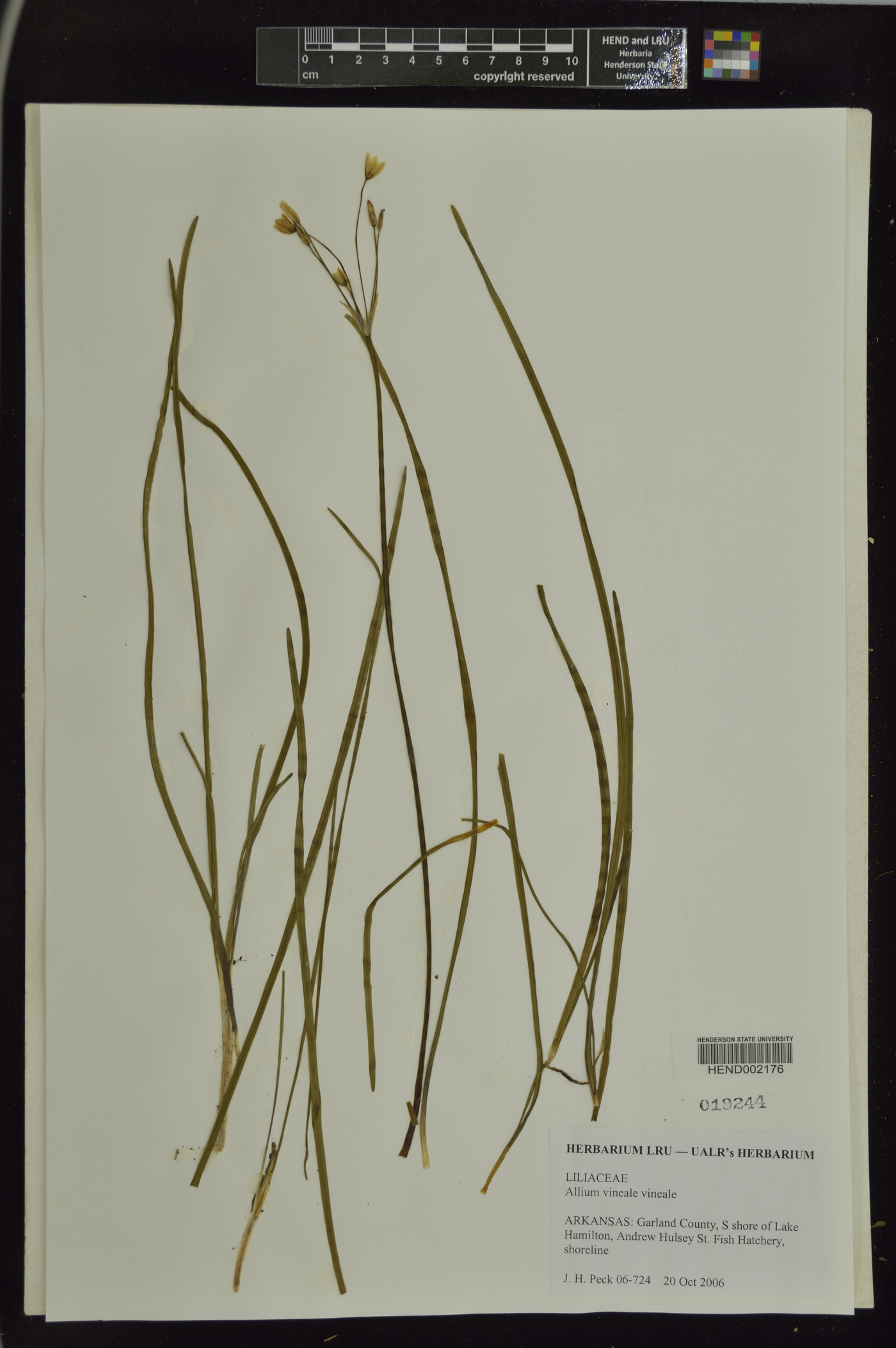 Allium vineale subsp. vineale image