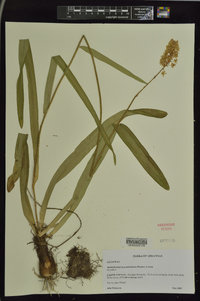 Amianthium muscitoxicum image