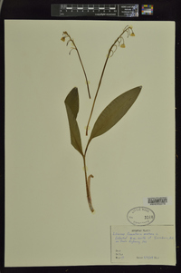 Convallaria montana image