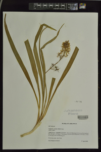 Camassia scilloides image