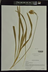 Camassia scilloides image