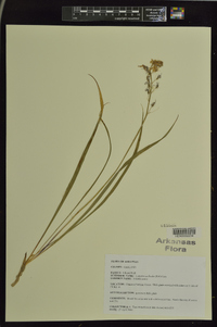 Camassia scilloides image