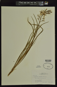 Camassia scilloides image