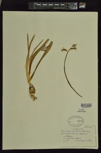 Camassia scilloides image