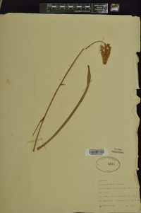 Chrosperma muscitoxicum image