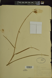 Chrosperma muscitoxicum image