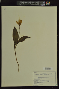 Erythronium rostratum image