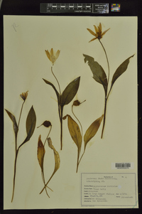 Erythronium rostratum image