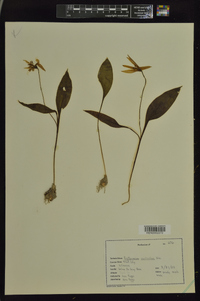 Erythronium rostratum image