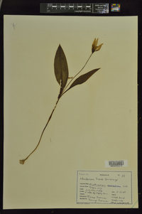 Erythronium rostratum image