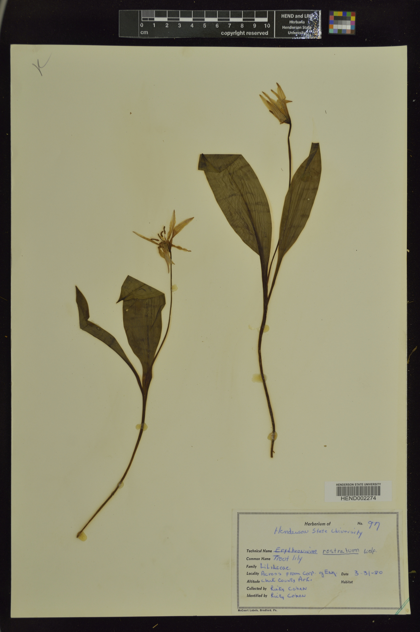 Erythronium rostratum image