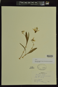 Erythronium albidum image