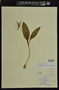 Erythronium rostratum image