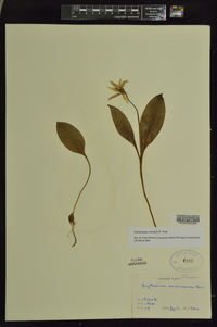 Erythronium rostratum image