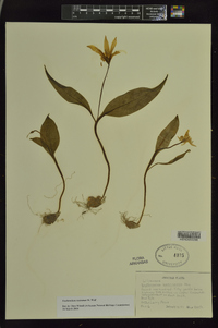 Erythronium rostratum image